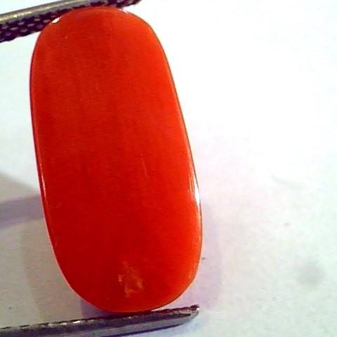 8.26 Ct Untreated Natural Premium Italian Red Coral AAAAA