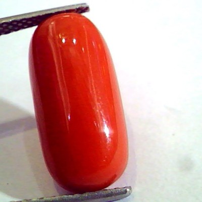 8.26 Ct Untreated Natural Premium Italian Red Coral AAAAA