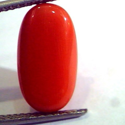 8.29 Ct Untreated Natural Premium Italian Red Coral AAAAA