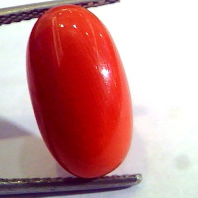 8.29 Ct Untreated Natural Premium Italian Red Coral AAAAA