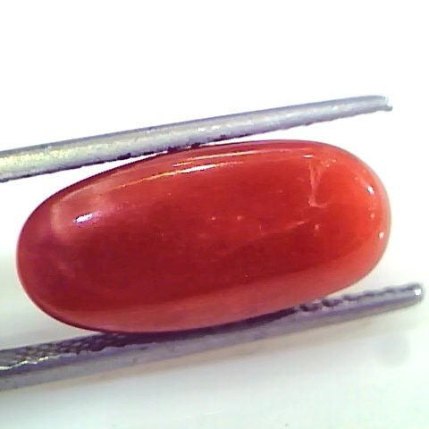 8.46 Ct Untreated Natural Premium Italian Red Coral Gemstone AAA