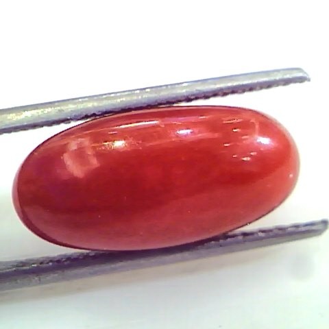 8.46 Ct Untreated Natural Premium Italian Red Coral Gemstone AAA