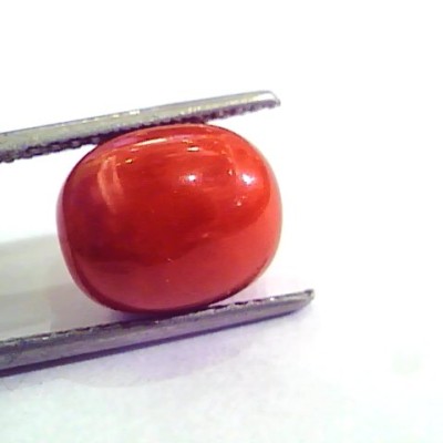 8.48 Carat Natural Italian Red Coral Moonga Gemstone AAAA