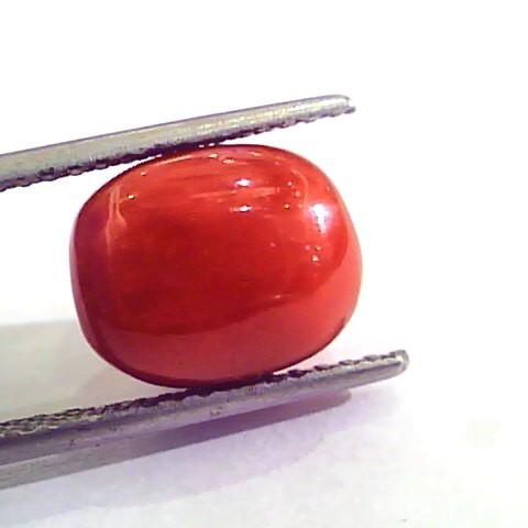 8.48 Carat Natural Italian Red Coral Moonga Gemstone AAAA