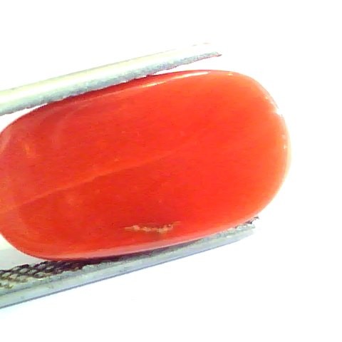 8.49 Ct Untreated Natural Premium Italian Red Coral AAAAA