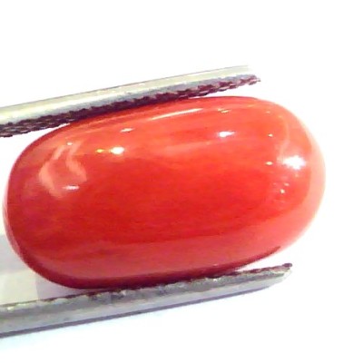 8.49 Ct Untreated Natural Premium Italian Red Coral AAAAA