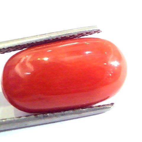 8.49 Ct Untreated Natural Premium Italian Red Coral AAAAA