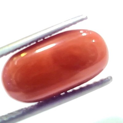 8.61 Ct 9.5 Ratti Natural Untreated Italian Red Coral Moonga Gems