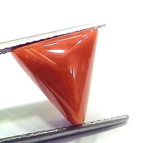 8.79 Ct 9.76 Ratti Natural Italian Triangle Red Coral Moonga Gemstone