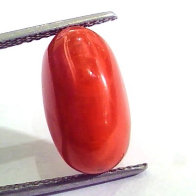 8.67 Carat Natural Italian Red Coral Moonga Gemstone AAAA