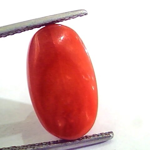 8.67 Carat Natural Italian Red Coral Moonga Gemstone AAAA