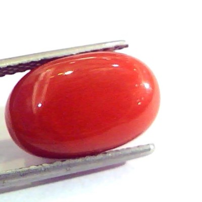 8.73 Ct Untreated Natural Premium Italian Red Coral AAAAA