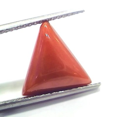 8.79 Ct 9.76 Ratti Natural Italian Triangle Red Coral Moonga Gemstone
