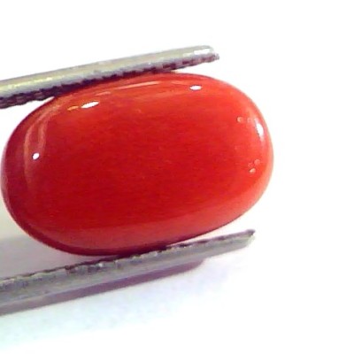 8.73 Ct Untreated Natural Premium Italian Red Coral AAAAA