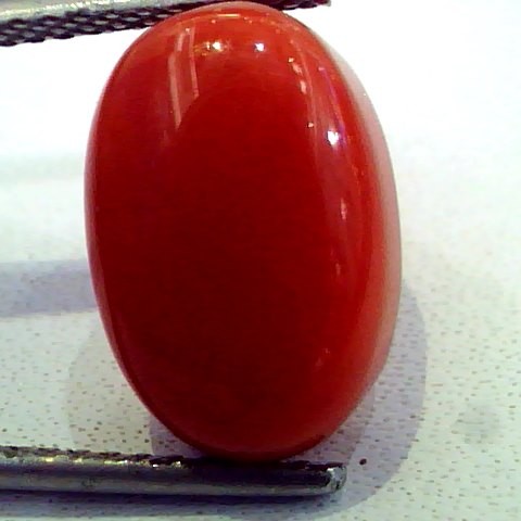 8.70 Ct Premium Natural Italian Red Coral,Real Moonga Gemstone AAA