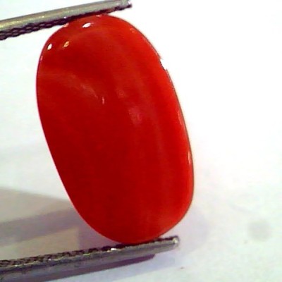 8.84 Ct Untreated Natural Premium Italian Red Coral AAAAA