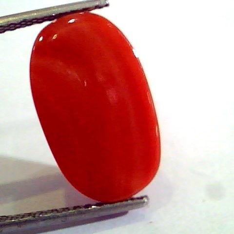 8.84 Ct Untreated Natural Premium Italian Red Coral AAAAA