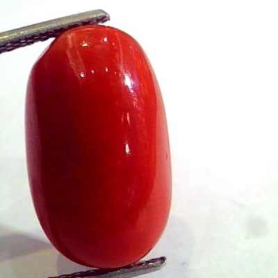 8.84 Ct Untreated Natural Premium Italian Red Coral AAAAA