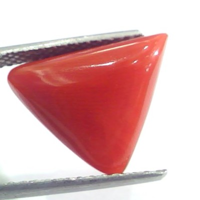 9.01 Ct 15 Ratti Natural Italian Triangle Red Coral Moonga Gemstone