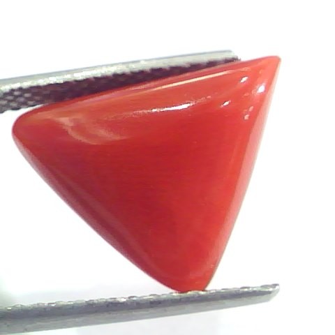 9.01 Ct 15 Ratti Natural Italian Triangle Red Coral Moonga Gemstone