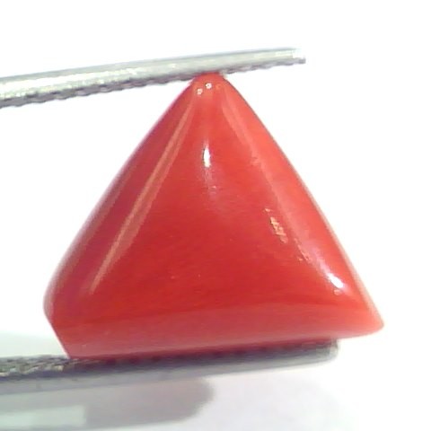 9.01 Ct 15 Ratti Natural Italian Triangle Red Coral Moonga Gemstone