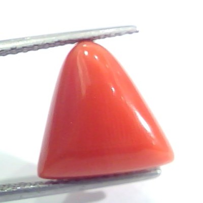 9.11 Ct 15.1 Ratti Natural Italian Triangle Red Coral Moonga Gemstone