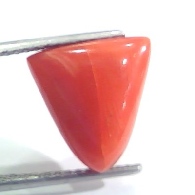 9.11 Ct 15.1 Ratti Natural Italian Triangle Red Coral Moonga Gemstone
