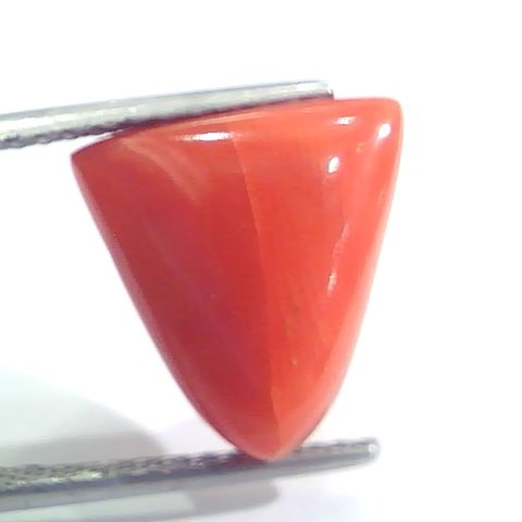 9.11 Ct 15.1 Ratti Natural Italian Triangle Red Coral Moonga Gemstone