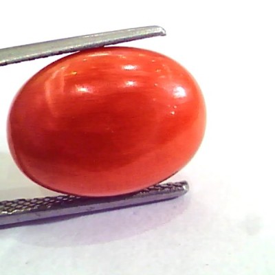 9.10 Carat Natural Italian Red Coral Moonga Gemstone AAAA
