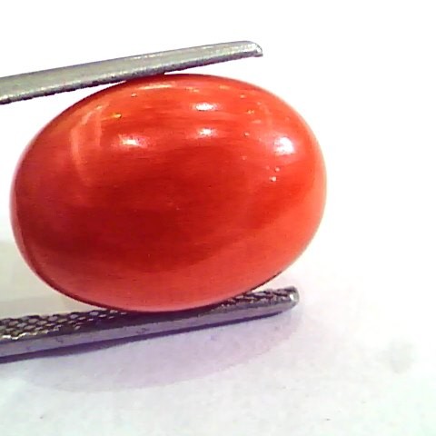 9.10 Carat Natural Italian Red Coral Moonga Gemstone AAAA