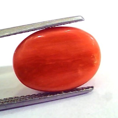 9.10 Carat Natural Italian Red Coral Moonga Gemstone AAAA