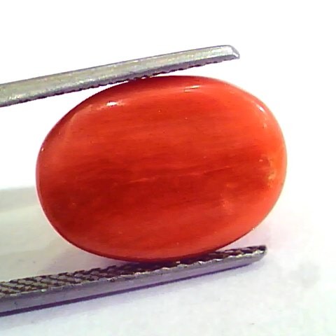 9.10 Carat Natural Italian Red Coral Moonga Gemstone AAAA