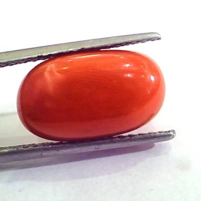 9.08 Carat Natural Italian Red Coral Moonga Gemstone AAAA