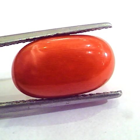 9.08 Carat Natural Italian Red Coral Moonga Gemstone AAAA