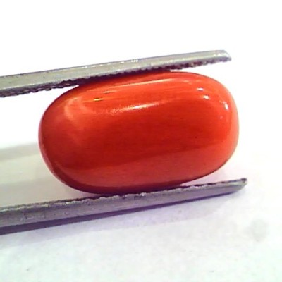 9.08 Carat Natural Italian Red Coral Moonga Gemstone AAAA