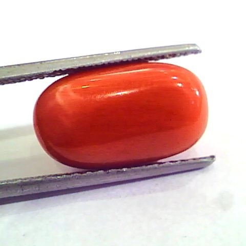 9.08 Carat Natural Italian Red Coral Moonga Gemstone AAAA