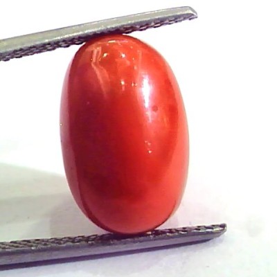 9.11 Carat Natural Italian Red Coral Moonga Gemstone AAAA