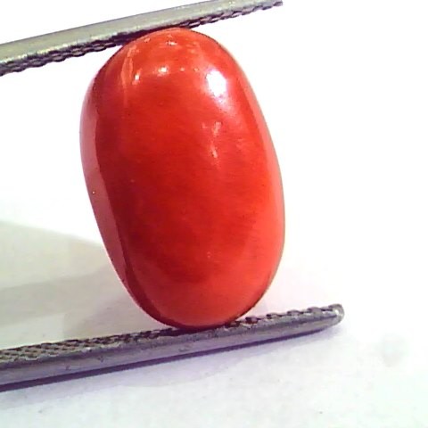 9.11 Carat Natural Italian Red Coral Moonga Gemstone AAAA