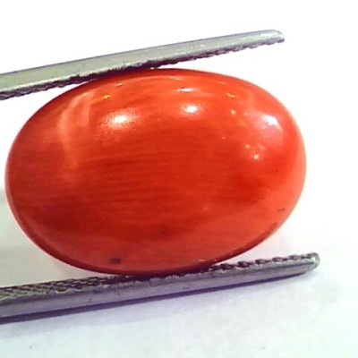 9.12 Carat Natural Italian Red Coral Moonga Gemstone AAAA