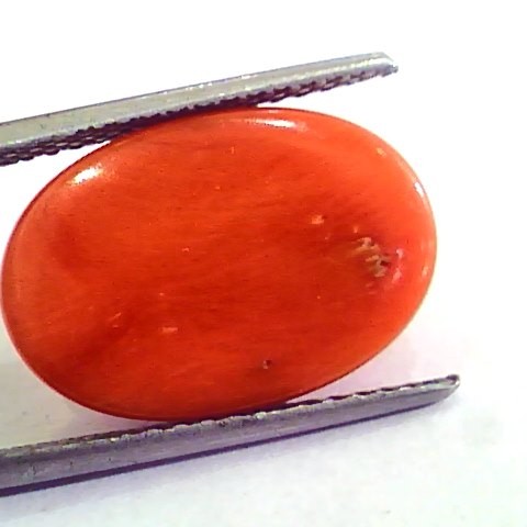 9.12 Carat Natural Italian Red Coral Moonga Gemstone AAAA