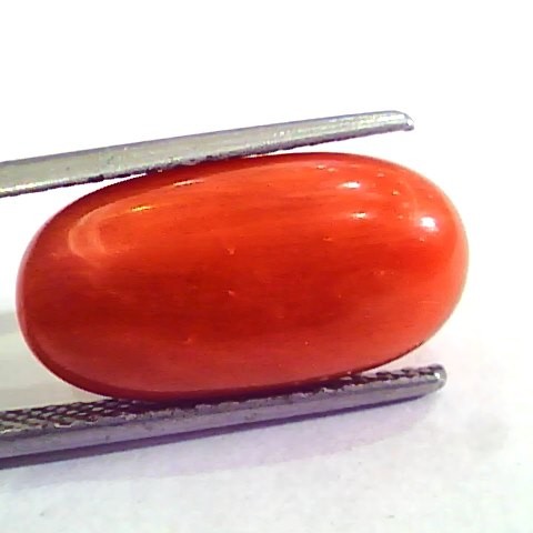 9.15 Carat Natural Italian Red Coral Moonga Gemstone AAAA