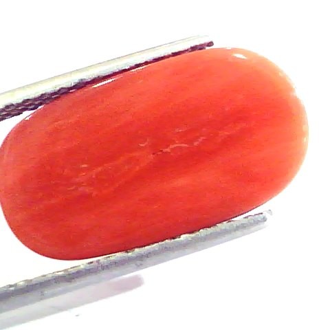 9.20 Ct 10.22 Ratti Untreated Natural Premium Italian Red Coral AAAAA