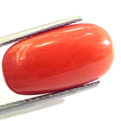 9.20 Ct 10.22 Ratti Untreated Natural Premium Italian Red Coral AAAAA