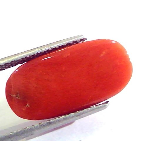 9.24 Ct Untreated Natural Premium Italian Red Coral AAAAA