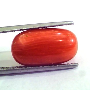 9.27 Ct 10.3 Ratti Natural Italian Red Coral Moonga Gemstone AAAA