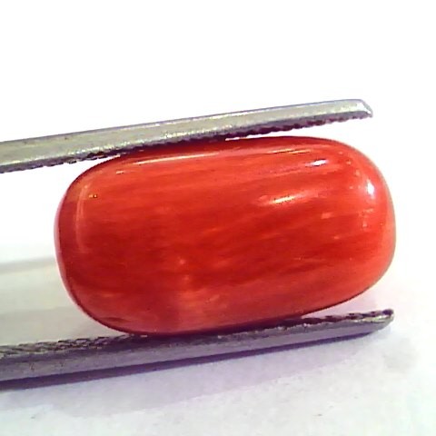 9.27 Ct 10.3 Ratti Natural Italian Red Coral Moonga Gemstone AAAA