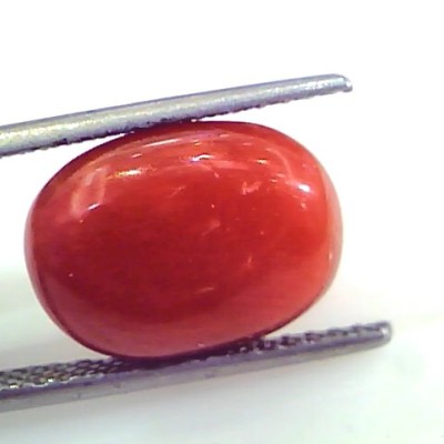 9.28 Ct Untreated Natural Premium Italian Red Coral Gemstone AAA