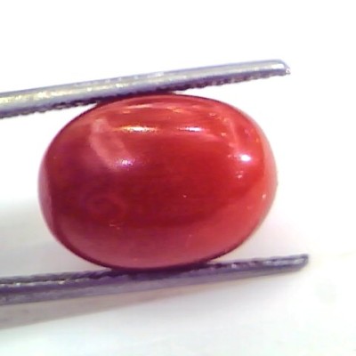 9.28 Ct Untreated Natural Premium Italian Red Coral Gemstone AAA