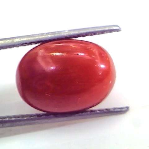 9.28 Ct Untreated Natural Premium Italian Red Coral Gemstone AAA