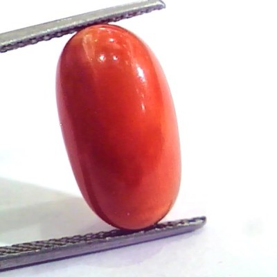 9.33 Ct 15.5 Ratti Natural Italian Red Coral Moonga Gemstone AAAA